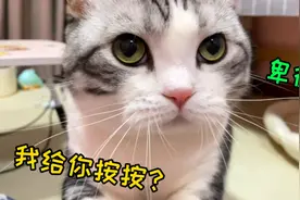 警惕！猫咪给你踩奶按摩，就是想要吸你！睡你啦！！