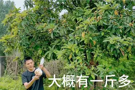 小牛喉咙有痰呼噜呼噜响，去摘枇杷熬水给它喂，是不是有点奢侈了视频封面