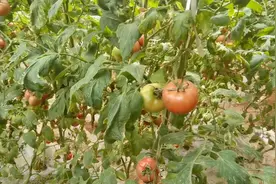 陕西菜农大棚种植水果番茄，亩产超万斤，一亩收入三五万！视频封面