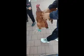 杀鸡正确方法！鸡血制作方法视频封面