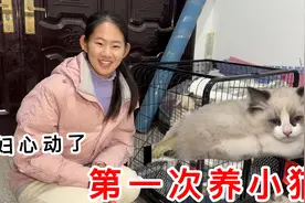这安徽媳妇胆子大了，婆婆不让养小猫，却偷偷领养一只，会出事吗视频封面