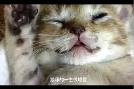 猫咪年龄换算小知识，多大的喵星人才算是长大成人了？视频封面