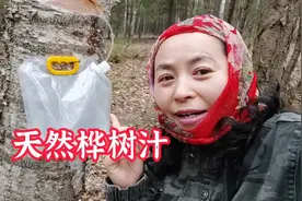天然大啤酒桦树汁怎么接取？涛哥准备的家把式怎么样，太全了视频封面