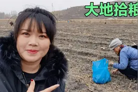 东北就是天然大粮仓，秋收过后地里粮食随便捡，一天能捡几十斤视频封面