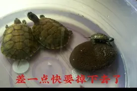 辟邪镇宅之宝――乌龟视频封面