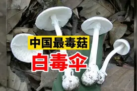 中国最毒蘑菇——白毒伞（致命鹅膏菌）