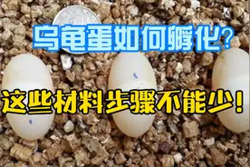 乌龟蛋如何孵化？这些材料跟步骤不能少！视频封面