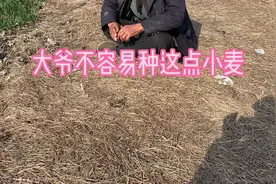 农民伯伯一年可以收一茬小麦和茬黄豆 其乐融融 每年还有不住视频封面