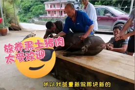 黄小仙跑山黑猪肉开卖，40一斤两小时卖完，看看这肉质是正宗山猪