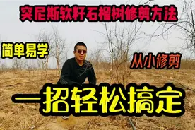 石榴树修剪方法，简单易学，从小修剪一招轻松搞定视频封面