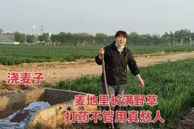 英子一大早浇麦地，发现地里长出大量野草，打药不管用真愁人视频封面