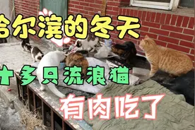 10多只哈尔滨流浪猫，大冬天里有肉吃了。由衷感叹，还是好人多视频封面