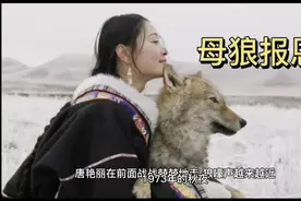 一位知青的亲身经历  知青救了一只母狼  后来狼群来报恩……视频封面