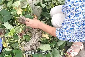 植物的藤蔓别扔掉，只需简单两步让它变成种植土，种菜发酵两不误视频封面