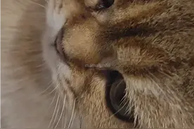 猫猫为什么不开心呀?