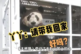 孟菲斯动物园：希望再送来一对年轻的大熊猫