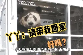 孟菲斯动物园：希望再送来一对年轻的大熊猫
