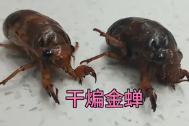 又到了吃金蝉的季节！大厨做法非常简单，让你回忆儿时味道