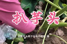 芋头到了收获的时侯看一下结了多少？婆婆直言长的不赖视频封面