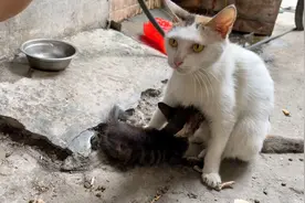 流浪猫捡到一只刚出生不久的小猫，叼回来用奶水喂养，母爱泛滥视频封面