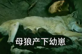 母狼产下6只幼崽，公狼始终在洞口守护着，幸福的一家狼视频封面