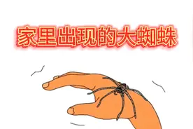 以前家里总会看见的超大的蜘蛛，它出现的原因原来是这样的啊视频封面