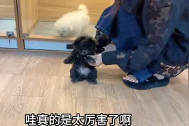 稀少罕见的飞耳灰泰迪，放地上不到3秒竟然还会作揖，简直成精了视频封面