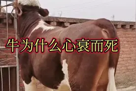 牛突然倒地死亡！原来是因为它！视频封面
