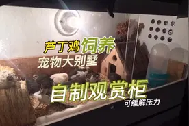 阿贵为马上孵出的芦丁鸡，自制饲养的观赏柜，简直是宠物大别墅