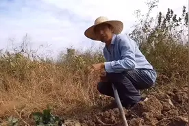这个办法种植红苕防野猪地蚕。视频封面