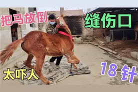 第一次见这样给马缝伤口的，太凶猛了视频封面