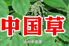 农村一种野草名叫中国草，又名苎麻，用处多价值高遇见请珍惜视频封面