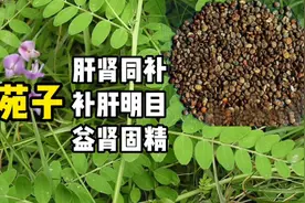 沙苑子，肝肾同补，补肝明目，滋肾固精视频封面