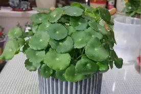 用新方法养铜钱草，整齐长得旺，不倒伏，叶浓绿，一盆还能变多盆视频封面