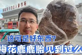 给江苏姐姐用鹿胎打粉！鹿胎应该怎么选择？吃鹿胎有什么好功效？视频封面