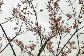 凤阳一隅，中国地域。凤阳人民广场在此献礼。视频封面