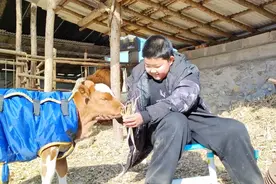 早产的小牛抱回家养，越来越有感情，跟着人到处跑，主人当宠物养