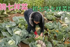 潮汕习俗，正月初七吃七样菜饭，农村小伙和媳妇去菜园，摘七样菜视频封面