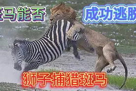 动物世界的生存法则， 斑马能否从狮口中成功逃脱视频封面