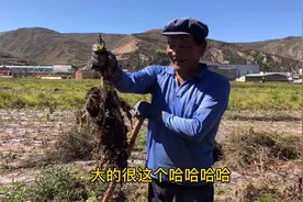 甘肃岷县党参大丰收了，一条一条像萝卜一样，又大又长视频封面