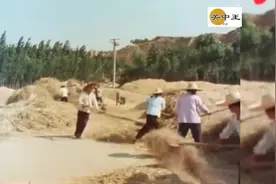 1980年陕西乾县，麦子脱粒场景，农民靠天吃饭，龙口夺食视频封面