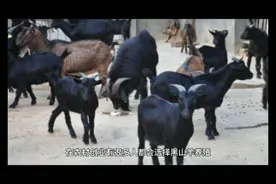 想靠养殖黑山羊发家致富，选对品种是关键，这3个品种经济效益高视频封面