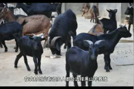 想靠养殖黑山羊发家致富，选对品种是关键，这3个品种经济效益高视频封面