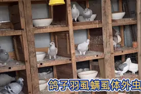 养鸽小妙招：鸽子羽虱螨虱体外虫，一年4次，彻底解决体外虫视频封面
