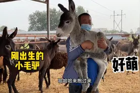 刚出生的小毛驴太萌了，简直是颜值巅峰，人见人爱，抱回家吧！视频封面