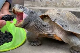 巨无霸亚巨吃桑葚，一口一个，这龟太贪吃了！视频封面