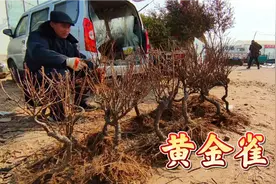 农村大叔集上卖“黄金雀”老桩，先开花后长叶，一年只卖1000多棵视频封面