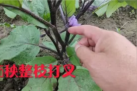应粉丝要求！分亨茄秧整杈打杈详细视频分享，步骤详细，学学