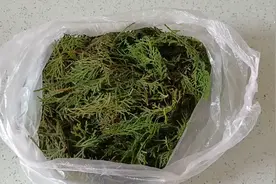 侧柏叶煮水洗头发视频封面