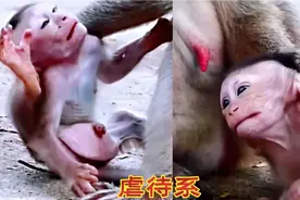 猴妈虐子的高级感视频，幼猴上下身器官不统一，雌雄很难辨视频封面